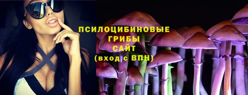 Галлюциногенные грибы Psilocybe  Сковородино 